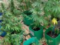 Marihuana-31.07.2025-g.jpg