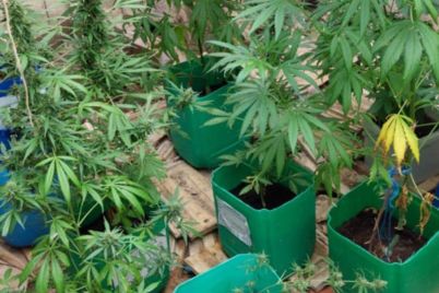 Marihuana-31.07.2025-g.jpg