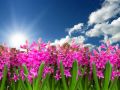 flower-3219718_1280.jpg