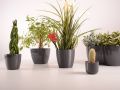 flowers-2652233_1280-820x546-1.jpg