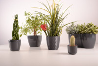 flowers-2652233_1280-820x546-1.jpg