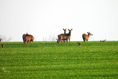 koshuti-vreme-1.jpg