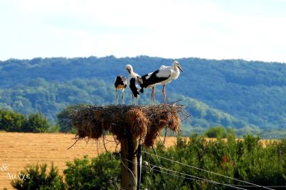 shtarkeli-vreme-14.jpg